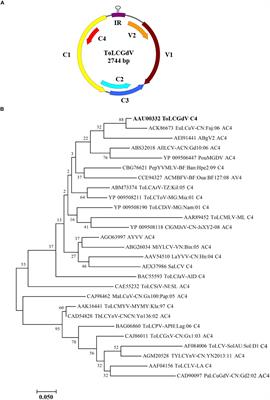 C4, the Pathogenic Determinant of Tomato Leaf Curl Guangdong Virus, May Suppress Post-transcriptional Gene Silencing by Interacting With BAM1 Protein